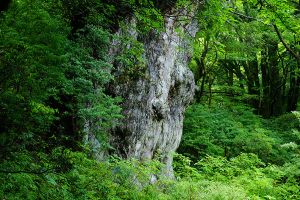 屋久島イメージ 縄文杉